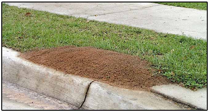 Fire Ant Control